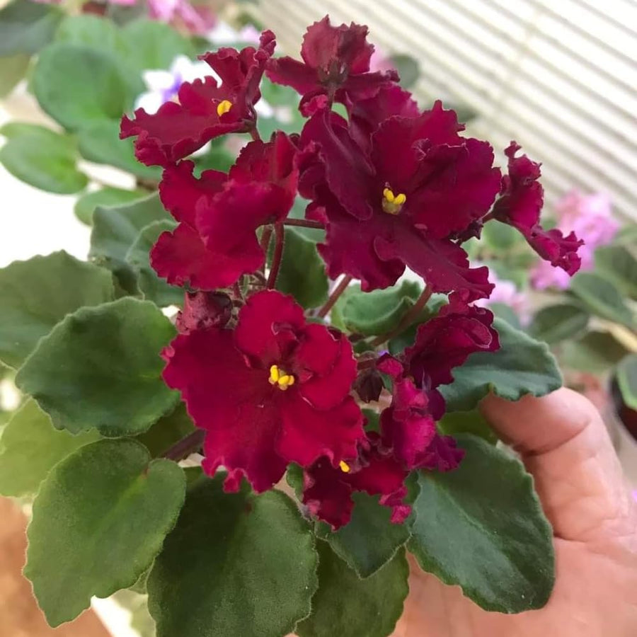 African Violets Live Plants, African Violet Plant Live in 4 Inches Pot, Violets Flowers Houseplant, 4-7 Inches Tall for Home Office Decor (Burgundy Red)
