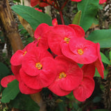 Red Crown of Thorns Plant Live, Crown of Thorns Live Plant, 4 Inc Potted, Perennial Succulent Plant Live