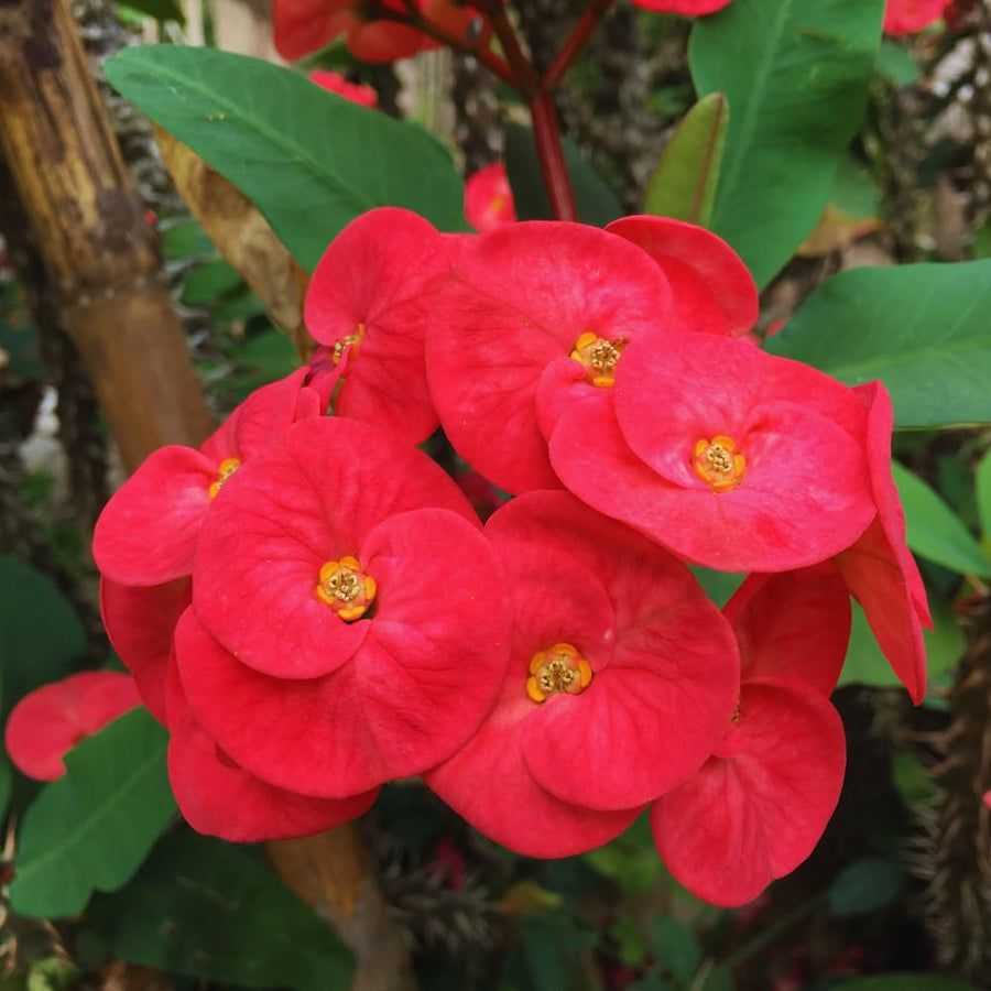 Red Crown of Thorns Plant Live, Crown of Thorns Live Plant, 4 Inc Potted, Perennial Succulent Plant Live