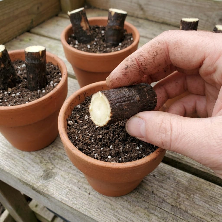 10 Comfrey Root Cuttings, Live Comfrey Plants for Planting, Fast Growing Perennial Herbs for Outdoor Garden