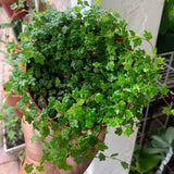 String of Frogs Plant, Trailing Houseplant String of Frogs Live Plant, Succulents Plants Live Potted for Hanging Baskets, Containers, Indoor Gardens