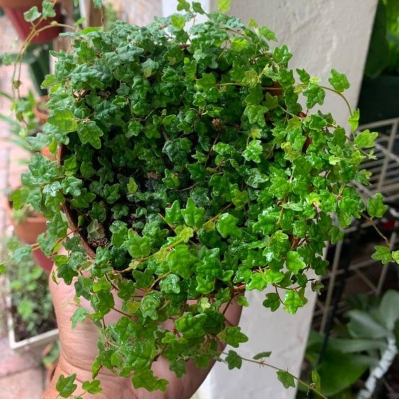 String of Frogs Plant, Trailing Houseplant String of Frogs Live Plant, Succulents Plants Live Potted for Hanging Baskets, Containers, Indoor Gardens
