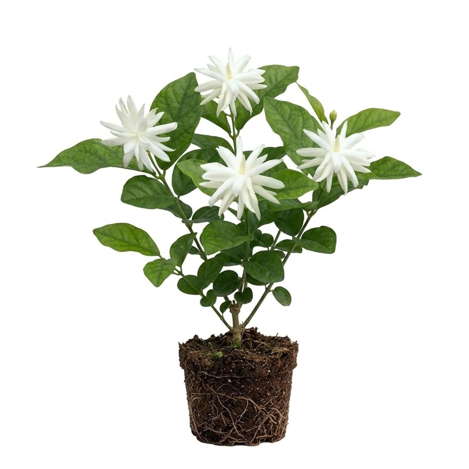 Common Jasmine Plant, Fragrant Jasmine Flower Vine 4-8 Inches Well Rooted for Container, Hanging Basket Growing