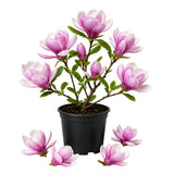 Magnolia Tree Live Plant in 2.5'' Pot, Magnolia Starter Tree, Ornamental Flowering Tree, Outdoor or Container Growing (Saucer Magnolia)