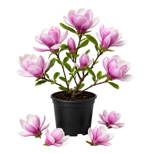 Magnolia Tree Live Plant in 2.5'' Pot, Magnolia Starter Tree, Ornamental Flowering Tree, Outdoor or Container Growing (Saucer Magnolia)