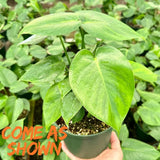 Monstera Deliciosa Live Plant Potted, Split Leaf Swiss Cheese Tropical Plants Houseplant Decor, Come in 4" Pot