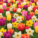 10 Pack Mixed Bulbs, Tulips and Daffodils Flower Bulbs, Colorful Spring for Outdoor Planting