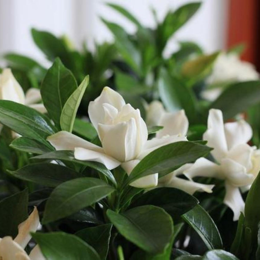 Frostproof Cape Jasmine Plant, Fragrant Jasmine Flower Vine 4-8 Inches Well Rooted for Container, Hanging Basket Growing