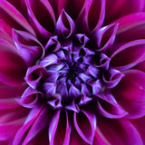 Dahlia Clump for Planting, Purple Dahlia Flower for Summer Blooms, Large and Vibrant Flowers, Suited for Zones 8 to 11