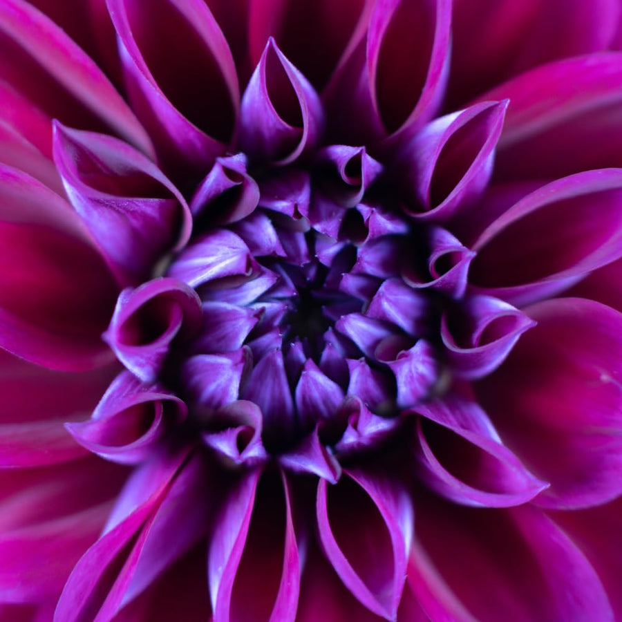 Dahlia Clump for Planting, Purple Dahlia Flower for Summer Blooms, Large and Vibrant Flowers, Suited for Zones 8 to 11