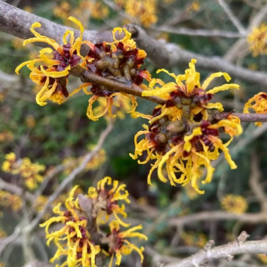 Set 2 Witch Hazel Tree, Witchhazel Plant Live, Fragrant Yellow Flower, 12-16'' Height, Hardy Perennial Shrub for Planting, Dormant in Winter