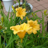 Set 2 Yellow Daylily Live Starter Plant, 4-6" Tall, Daylilies Plant, Hardy Flowering Plant for Yard, Garden and Landscaping, Bareroot