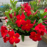 Red Mandevilla Plants Live, Set 2 Plants, Live Mandevilla Flower Plants Gardening, 10 to 12 Inc Long Mandevilla Live Plant Vine Growing, No Pot