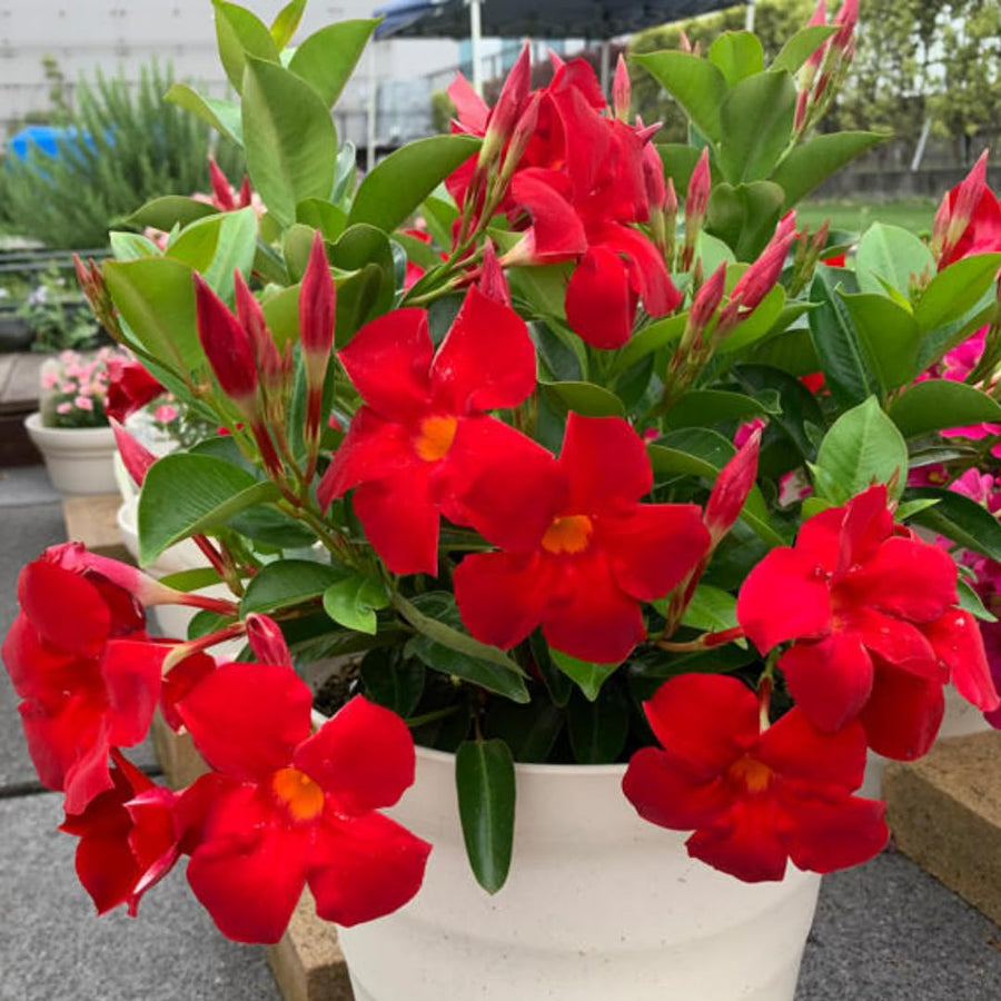 Red Mandevilla Plants Live, Set 2 Plants, Live Mandevilla Flower Plants Gardening, 10 to 12 Inc Long Mandevilla Live Plant Vine Growing, No Pot