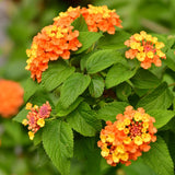 2 Lantana Plants Live, Perennial Live Flowering Lantana, Container Growing 4-9 Inch Tall - Orange