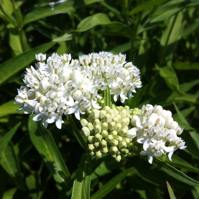 2 Mikweed Live Plants, Asclepias Tuberosa Perennial Flowers Plants, Tropical Butterfly Milkweeds 4-8 Inch for Outdoor Garden (White)