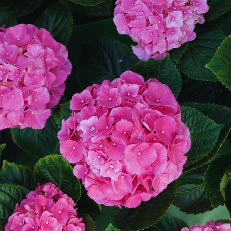 Pink Hydrangea Plant Live, Hydrangea Tree Live Plant Outdoors, 5 to 7 Inches Tall, Shrub Bush Plant