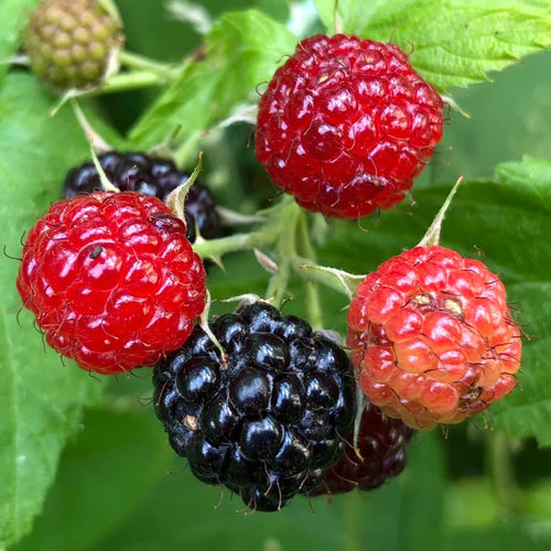 Black Raspberry Plant Live for Planting, Black Raspberry Bush Live Plant Potted 20-30 Inch Tall, Sweet Raspberry Fruit Tree