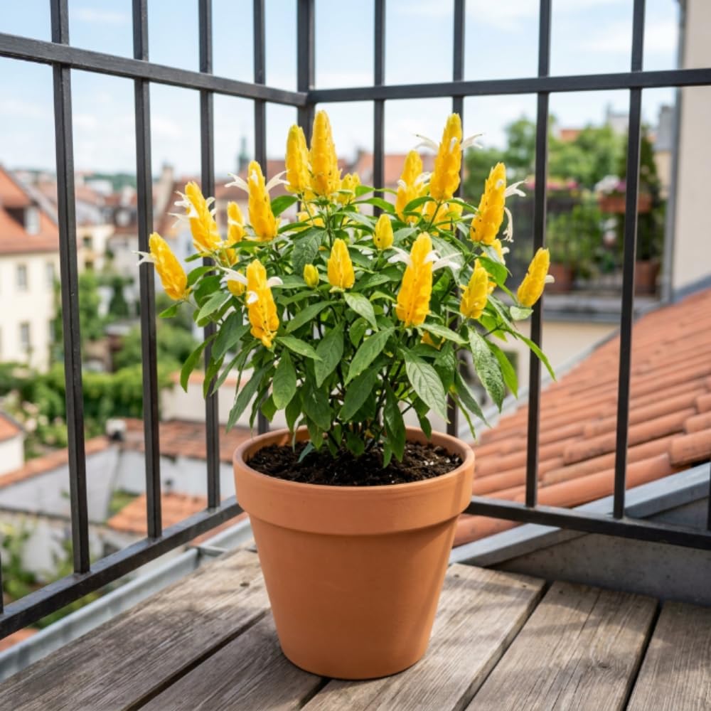 Shrimp Plant Live, Yellow Shrimp Plant, 5-7 Inc Tall, Tropical Flowering Plants for Indoor Outdoor Garden, No Pot