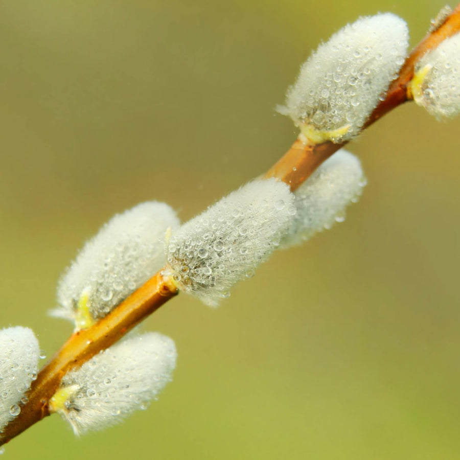 Pussy Willow Live Plant, Pussy Willow Tree, 2,5'' Pot, 4-8 Inches Tall, Ornamental Shrub for Garden Beds, Landscapes and Container Growing