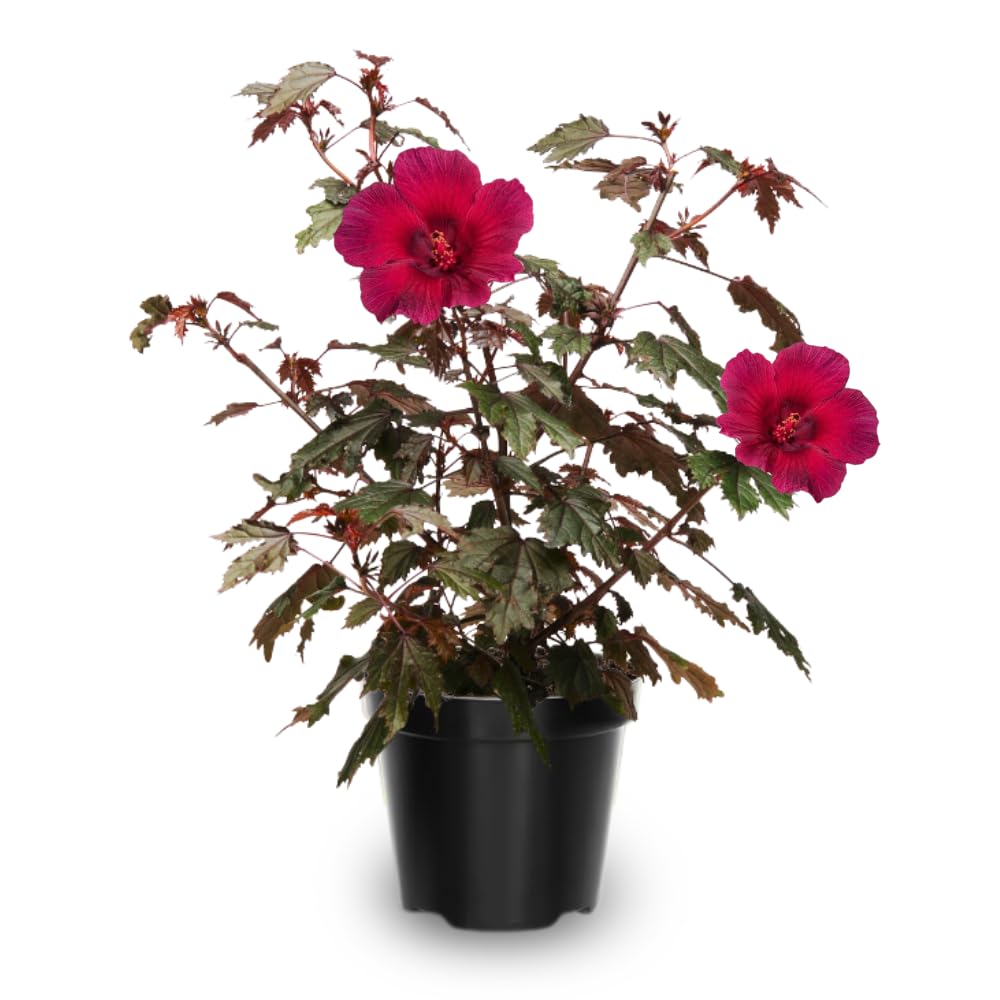 2 Hardy Hibiscus Plants Live, Hibiscus Flowers Plants Tree, 3 to 5Inc Long (Red Cranberry)