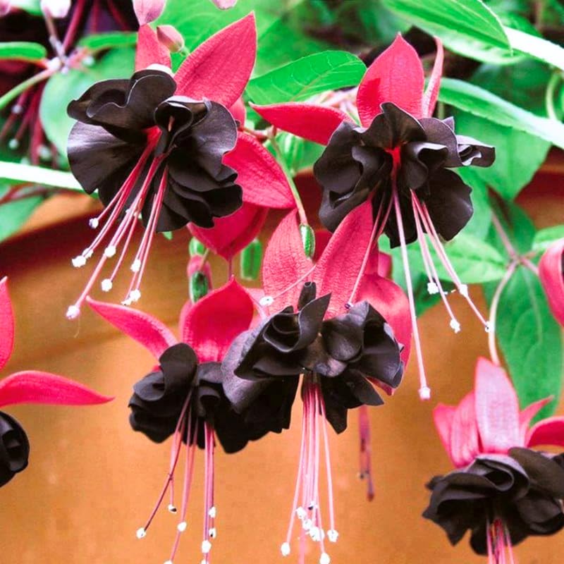 Black Fuchsia Plant Live, Hanging Basket Flower, 4-9" Tall, Hardy Fuchsia Vine for Shade Gardens, USDA Zones 8-11