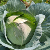 1000 Cabbage Seeds for Planting, Green Cabbage Seeds, Vegetable for Containers, Ready to Grow