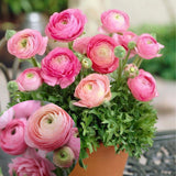 Ranunculus Bulbs, 25 Ranunculus Bulbs, French Peony Style Buttercup Corms, Spring Blooming Garden Flowers, Vibrant Flower Plant (Pink Ranunculus)