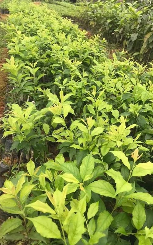 Santa Rosa Plum Tree Live Plant 1-2 Year Old 12-20" Cold Hardy, Live Plum Tree for Planting, Bare Roots and Dormant