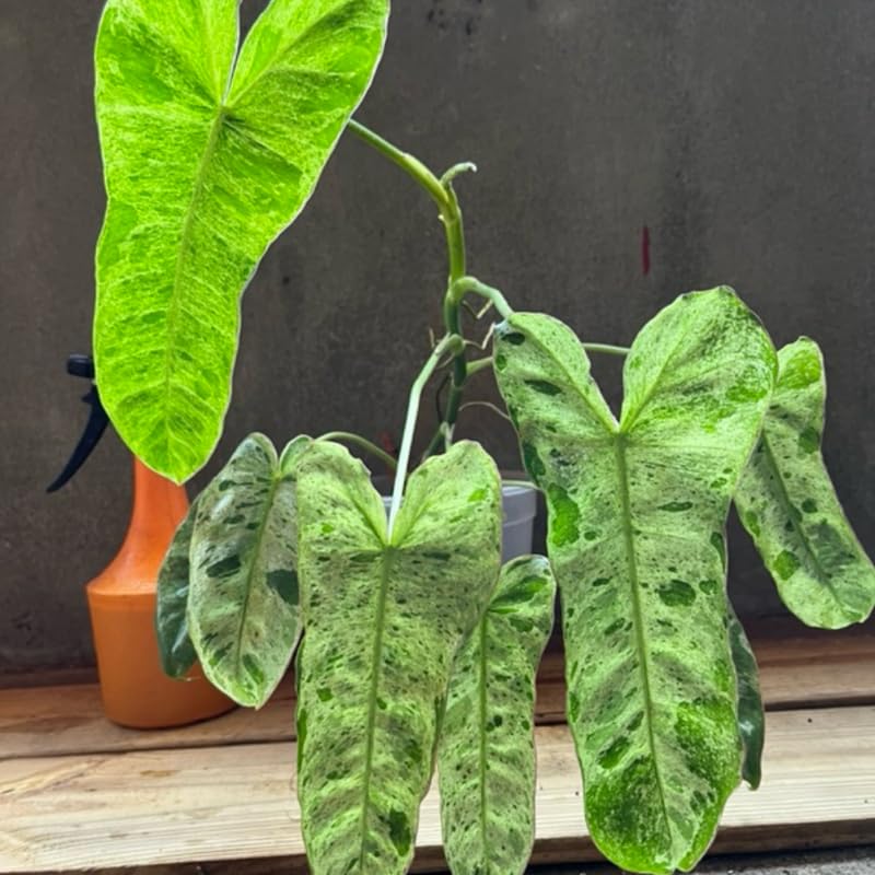 2 Rare Philodendron Live Plants Varieties Collection, Philodendrons Plants Size 5-9 Inc for Indoor Houseplant Décor, Ornamental Tropical Well-Rooted (Long Philodendron Plants)