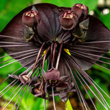 8"-14" Tropical Black Bat Orchird Flower Plant Live, Black Bat Tacca Chantrieri Houseplant, Indoor Outdoor Growing