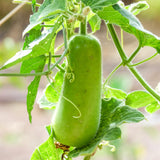 Set 25 Bottle Gourd Seeds for Planting, Green Vegetable Seed for Edible Garden, Long Melon Climbing Vine