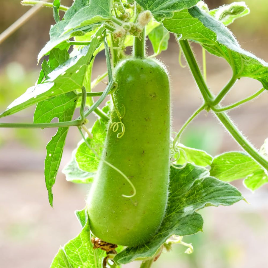 Set 25 Bottle Gourd Seeds for Planting, Green Vegetable Seed for Edible Garden, Long Melon Climbing Vine
