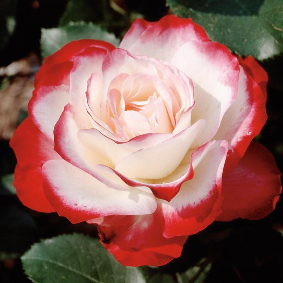Rose Bush Live Plant - Rose Plant Live Shrub - Bareroot with Soil 5-10 Inch Tall - Fragrant Rose Flowers Heirloom Rose Shrub - No Pot (Cherry Rose)
