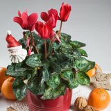 Red Cyclamen Live Plant in Pot, Hardy Cyclamen Plant Live Vibrant Blooms, in 4 Inc Pot, Indoor Flowering Houseplant for Year-Round Display
