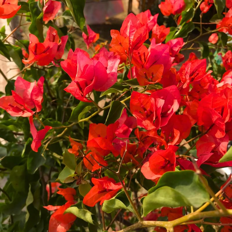 2 Trailing Bougainvillea Plants Live, Hardy Flowering Bougainvillea Plants for Hanging Basket, Container Growing, 4-8 Inches Tall (Bright Red)