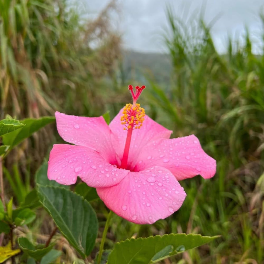Pink Hibiscus Plant Live, Well-Rooted Hibiscus Flowers, 5-7 Inches Tall, Tropical Flowering for Indoor Outdoor Planting