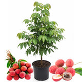 Lychee Tree Live, 3 Feet Tall Litchi Fruit Tree, Sweet Tropical Lychee for Outdoor or Indoor Planting