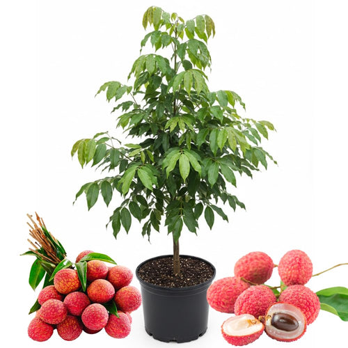 Lychee Tree Live, 3 Feet Tall Litchi Fruit Tree, Sweet Tropical Lychee for Outdoor or Indoor Planting