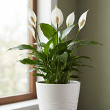 Peace Lily Plant Live, 4-6'' Tall, White Flower Indoor Houseplant, Outdoor for Growing, No Pot