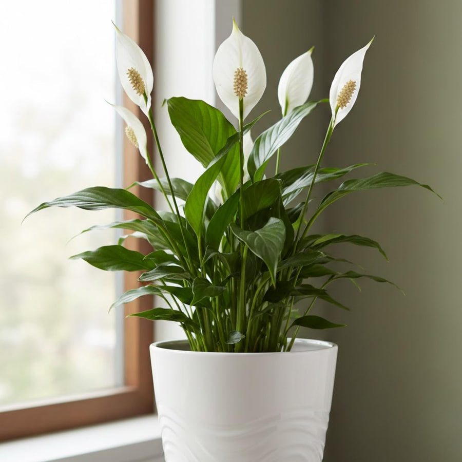 Peace Lily Plant Live, 4-6'' Tall, White Flower Indoor Houseplant, Outdoor for Growing, No Pot