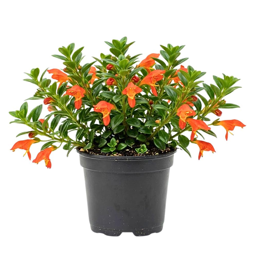 Goldfish Plants Live in 4" Pot from 4-7" Tall, Goldfish Plants Live Houseplants, Orange Flowering Trailing Plant for Indoor Outdoor Houseplant