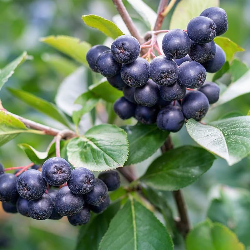 Black Chokeberry Plant Live for Planting 6-12 Inch Tall, Aronia Berry Plant Edible Berry