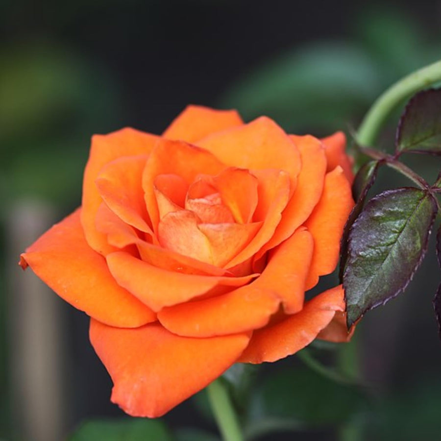 2 Rose Plants Live, Rose Bush Live Plants, Fragrant Rose Flowers, Well Rooted 5-10 Inch Tall, No Pot (Orange Rose)