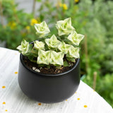 String Plant Live 4 Inch Pot, Rare Succulents Plants in Hanging Baskets, Trailing Succulent Houseplant for Home Office (Variegated String of Buttons)