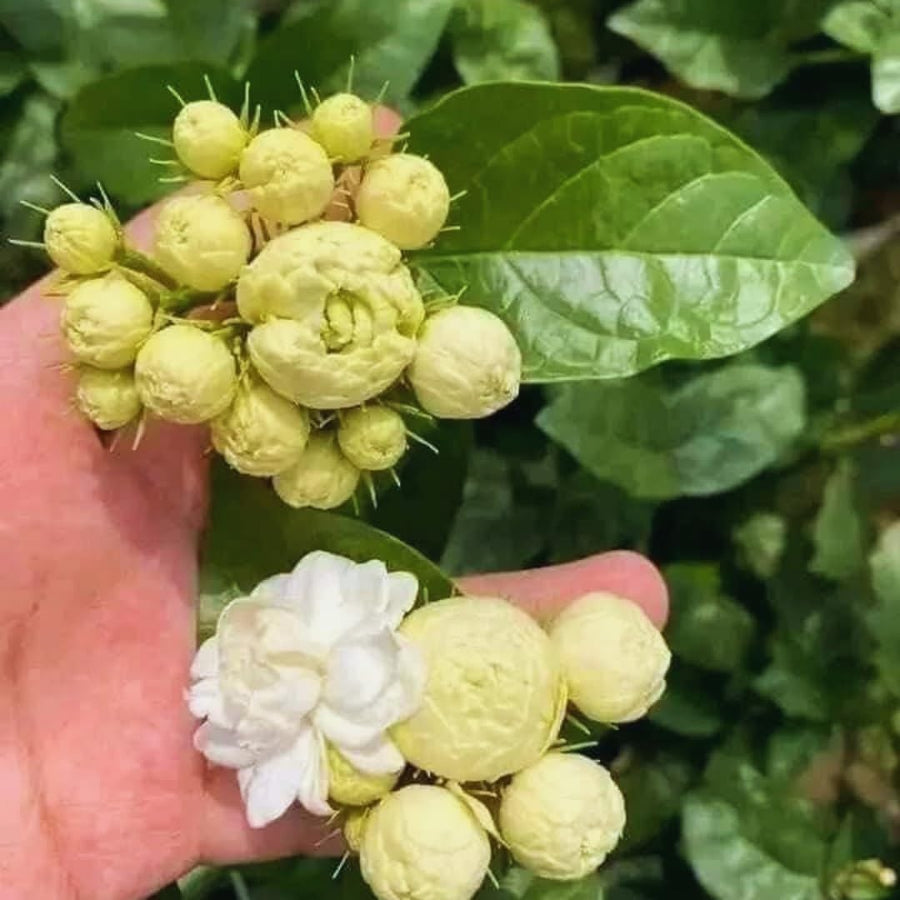 3 Jasmine Flower Plants, Grand Duke of Tuscany Jasmine Plant Live from 5 Inc Tall