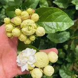2 Jasmine Plants Live, Jasmine Flower Plant, 5 Inc Long, Annual Blooming Climbing Vine (Grand Duke)