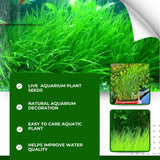 100 Aquarium Grass Seeds for Planting, Freshwater Aquarium Ground Cover Seeds, Fast-Growing Fish Tank Plants, Aquatic Plant Seeds