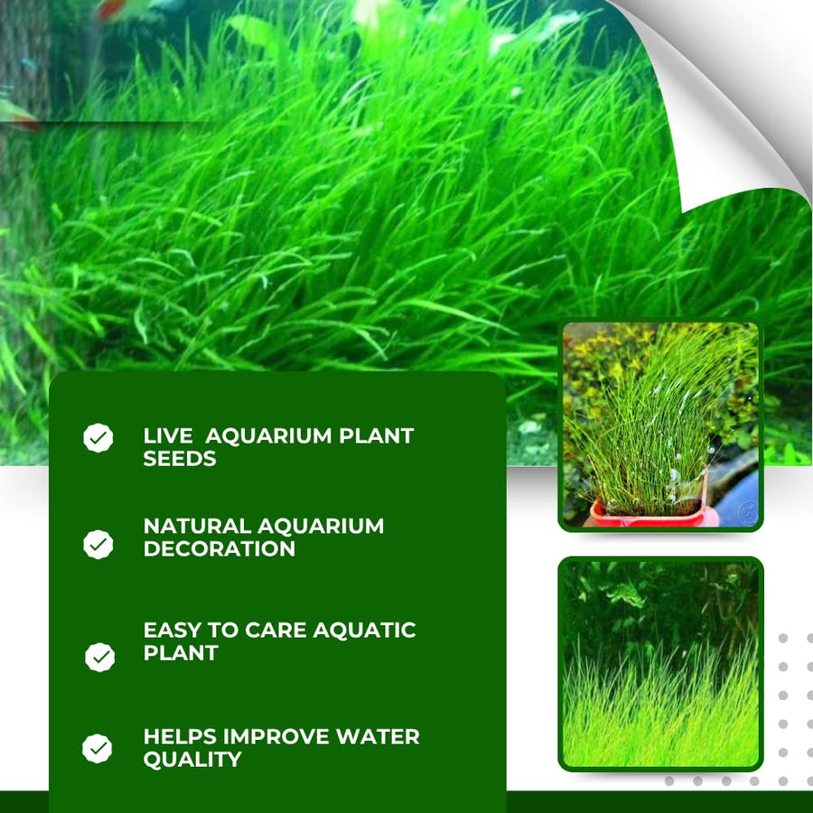 100 Aquarium Grass Seeds for Planting, Freshwater Aquarium Ground Cover Seeds, Fast-Growing Fish Tank Plants, Aquatic Plant Seeds