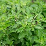 Pack 3 Holy Basil Plants, Live Basil Plant, 3-5 Inch Tall Live Herb Plant for Indoors Outdoors, Perennial, Fragrant